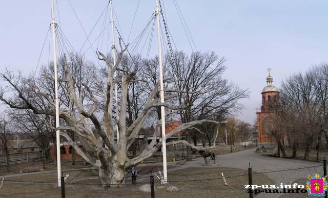 Легендарный Запорожский дуб, проживший более 700 лет