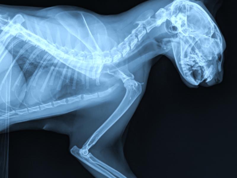 Ветеринарная рентгенология 