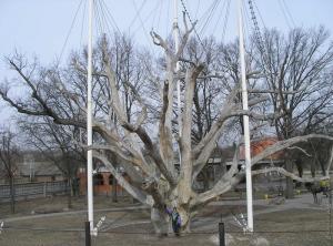 Легендарный Запорожский дуб