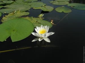  остров Хортица