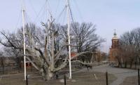 Легендарный Запорожский дуб, проживший более 700 лет