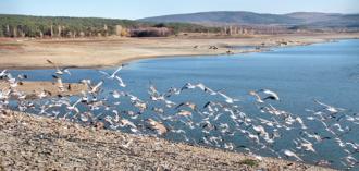Здесь единственное в Крыму местообитание реликта, занесенного в Красную книгу Украины - меч-травы обыкновенной