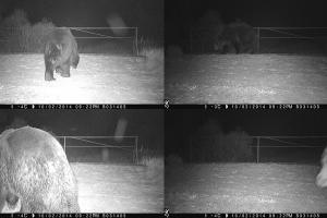 Бурые медведи в Чернобыльской зоне отчуждения