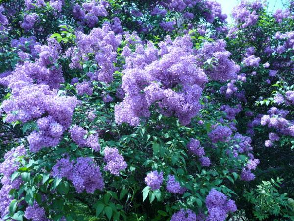 Работники Ботсада также вывели новые сорта сирени, такие как «Богдан Хмельницкий», «Тарас Бульба», «Огни Донбасса», «Полтава», «Розовое облако» и другие